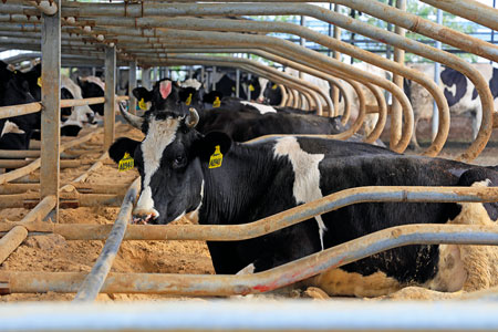 Importance of cattle density