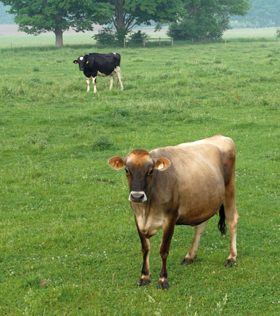 Cattle breed