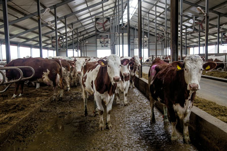 Importance of cattle density