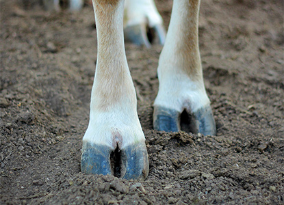 Cattle feet