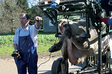 Dutch-style ‘cow crush’