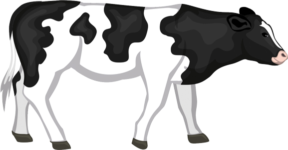 Cow